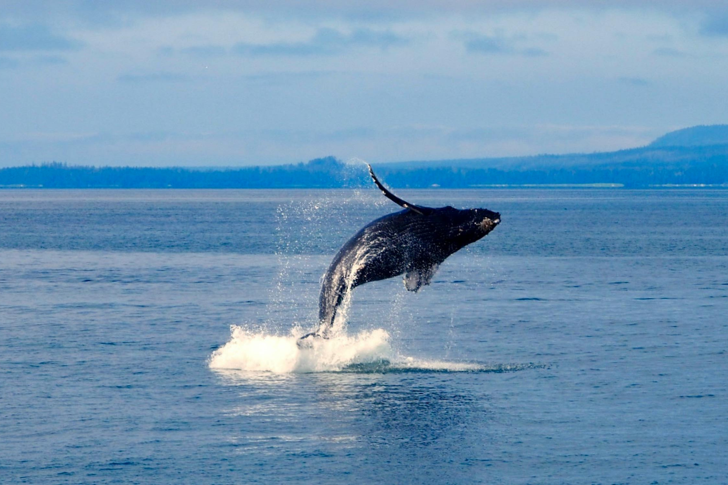william henry bay, alaska (3).webp